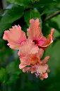 unsplash_kDjySKnMVUs_Hibiscus Sandal Double Layered.webp
