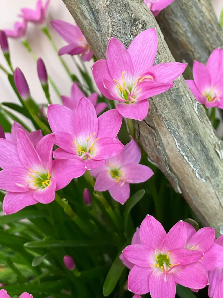 unsplash_hHCaLaTUwAE_Rain Lily.webp