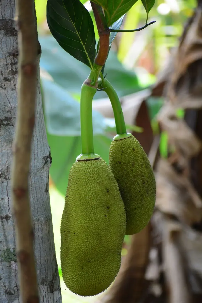 unsplash_0CLVG06XPu8_jackfruit.webp