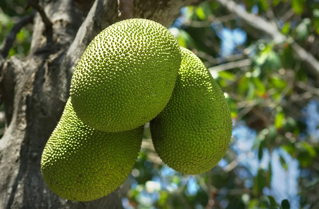 unsplash_elQfGUNMI8E_jackfruit tre.jpg.jpg.jpg.webp