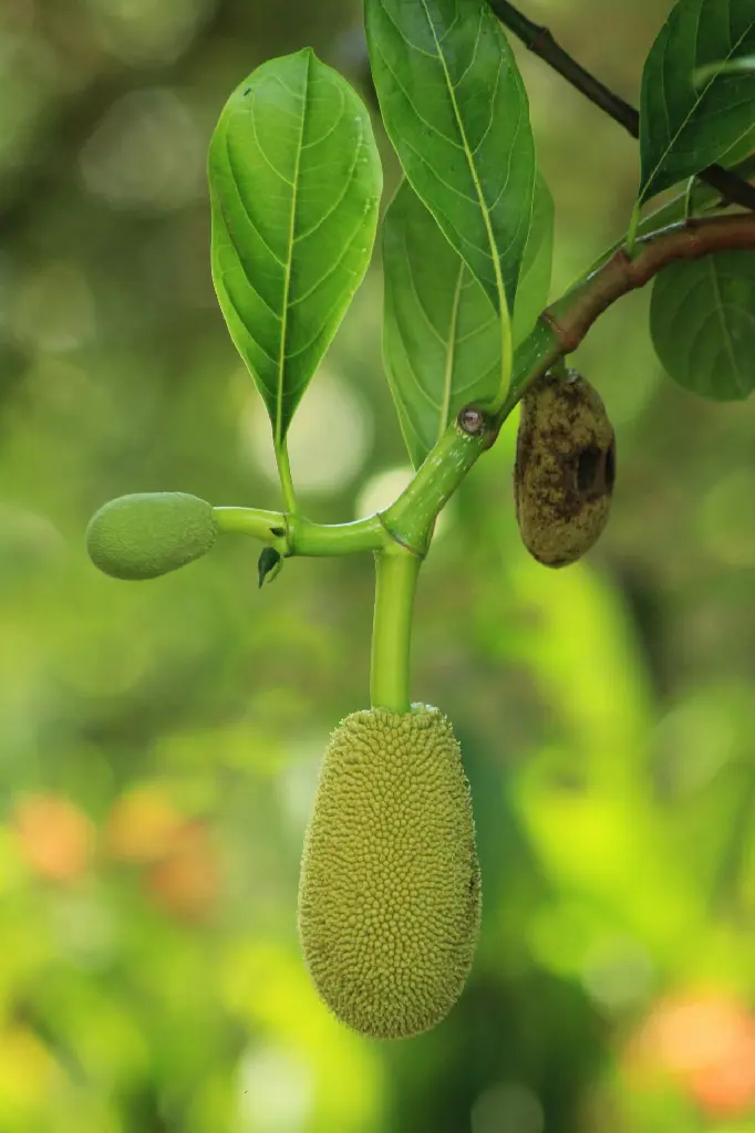 unsplash_pbjRaLGjRH4_jackfruit tre.webp