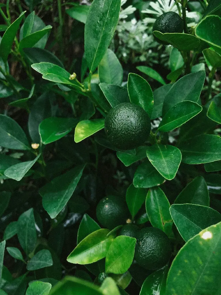 unsplash_gUeJzTbTM8s_lemon plant.webp