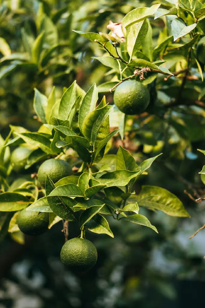 unsplash_33Vcafu2_YQ_lemon plant.jpg.webp