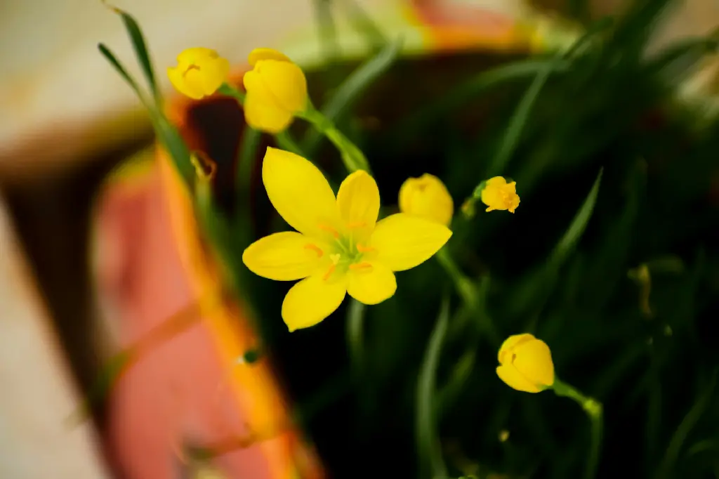 unsplash_ejAxWpv6HxQ_Rain Lily Yellow.jpg.jpg.webp