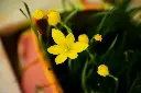 unsplash_ejAxWpv6HxQ_Rain Lily Yellow.jpg.jpg.webp