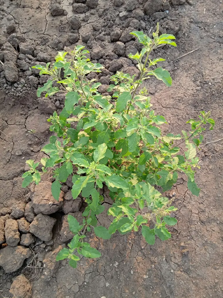 unsplash_ntrGGdvpsjw_tulsi.jpg.webp
