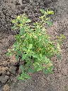 unsplash_ntrGGdvpsjw_tulsi.jpg.webp