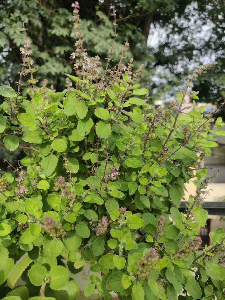 unsplash_C99TQ7WGnYA_tulsi.jpg.jpg.webp