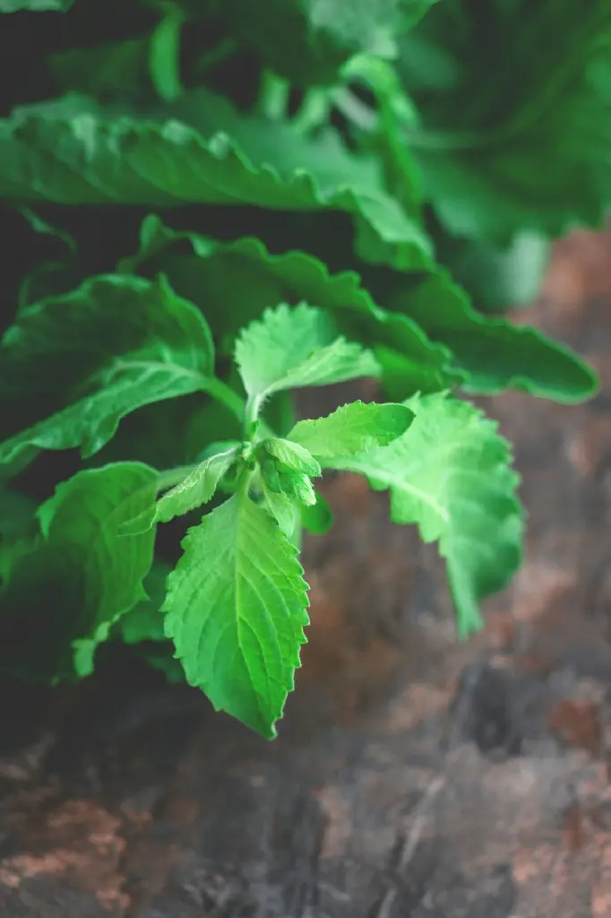 Tulsi (Holy Basil) (One Sapling)