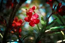 Oleander | Nerium (Red Colour)