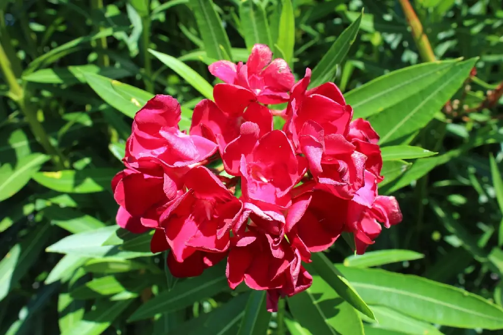 fotosforyou_rk-oleander-4795392_1920.webp