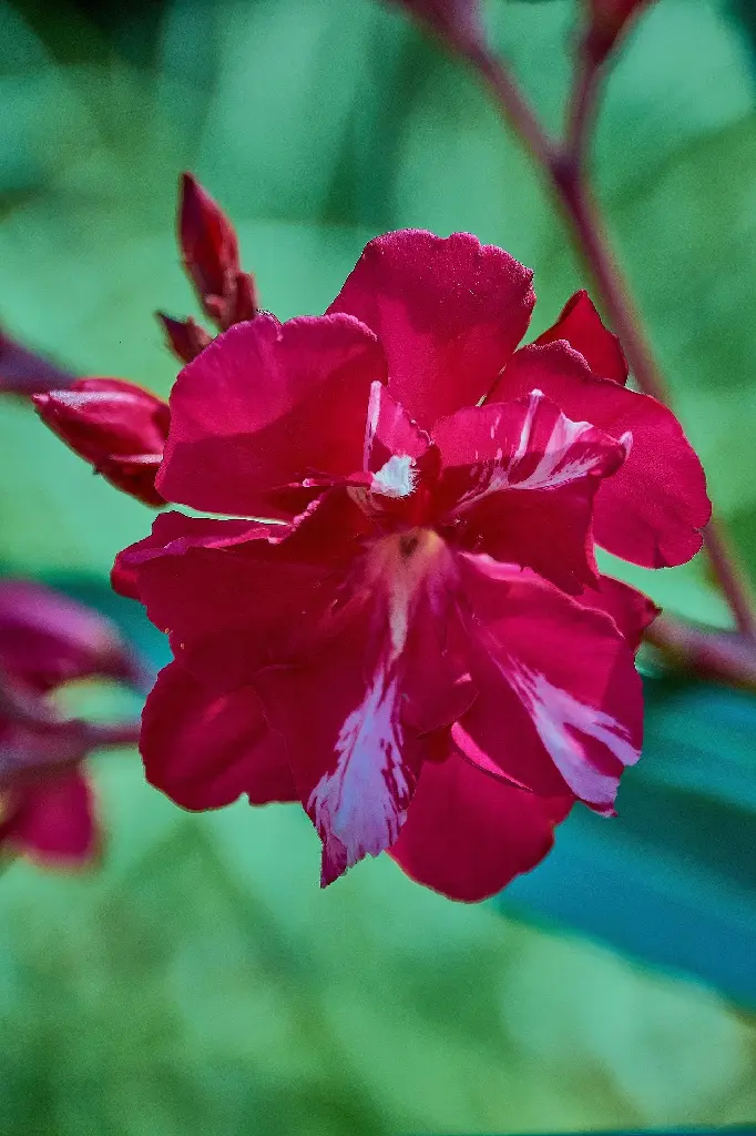 gerhard_romero-oleander-5371767_1920.webp