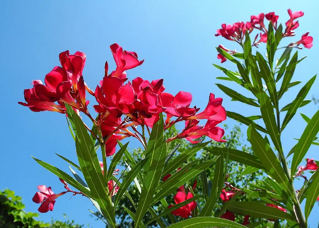 crepessuzette-oleander-2468340_1920.webp