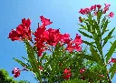 crepessuzette-oleander-2468340_1920.webp