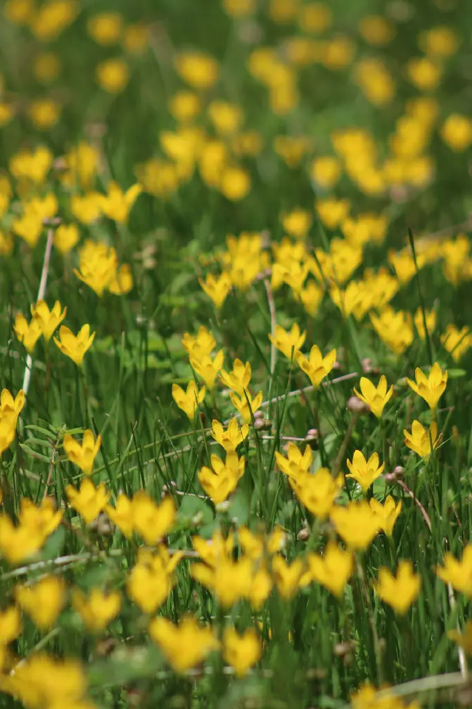 unsplash_J7pZuAqaZ18_Rain Lily Yellow.jpg.webp