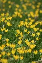unsplash_J7pZuAqaZ18_Rain Lily Yellow.jpg.webp