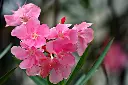 ignartonosbg-nerium-8599111_1920.webp