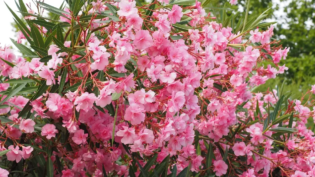 hans-oleander-1521525_1920.webp