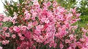 hans-oleander-1521525_1920.webp
