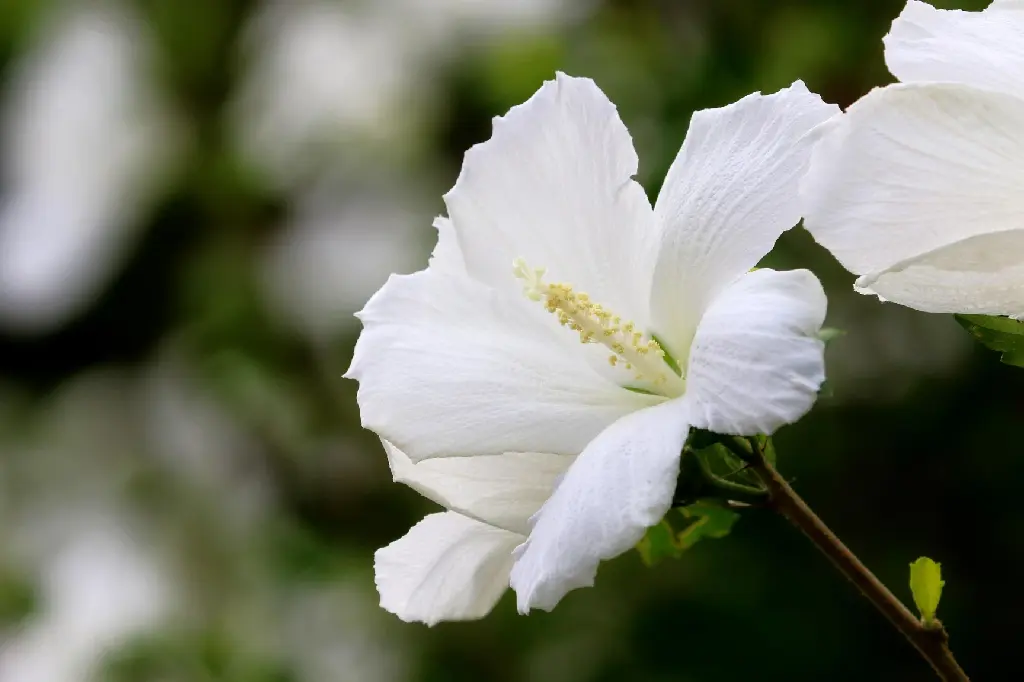 manseok_kim-hibiscus-6523856_1920.webp