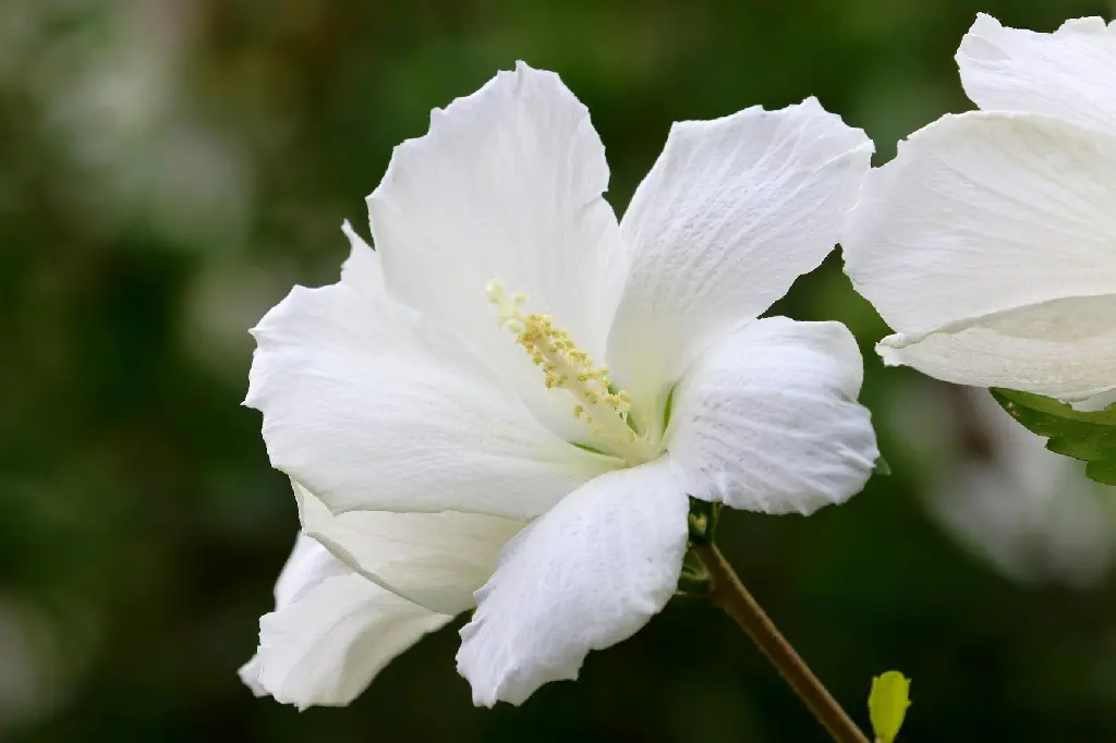 manseok_kim-hibiscus-6523855_1920.webp