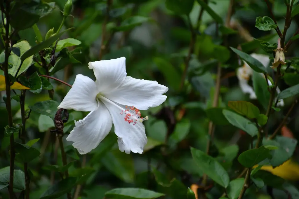 manmensch-hibiscus-6529905_1920.webp