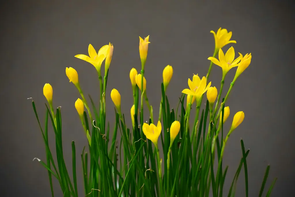 unsplash_VK7mBmOoum8_Rain Lily Yellow.webp