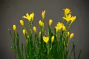 unsplash_VK7mBmOoum8_Rain Lily Yellow.webp