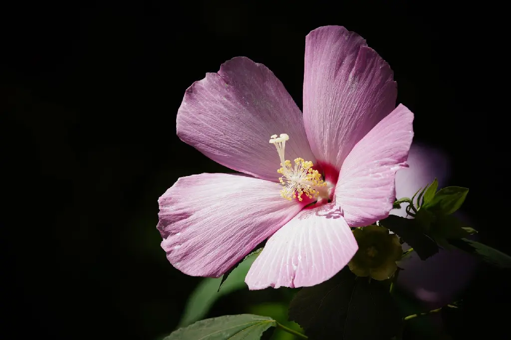 ajs1980518-flower-4379251_1920.webp