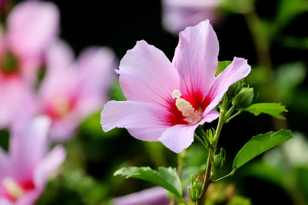 manseok_kim-hibiscus-6523859_1920.webp
