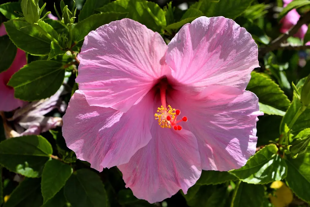 paulbr75-pink-hibiscus-2659151_1920.webp