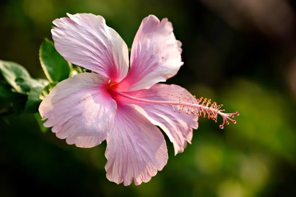 Hibiscus (Pink)(Five Petals)