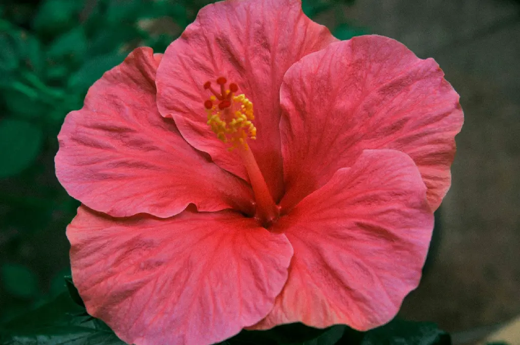 Hibiscus (Red Big Size Five Petals Flower)