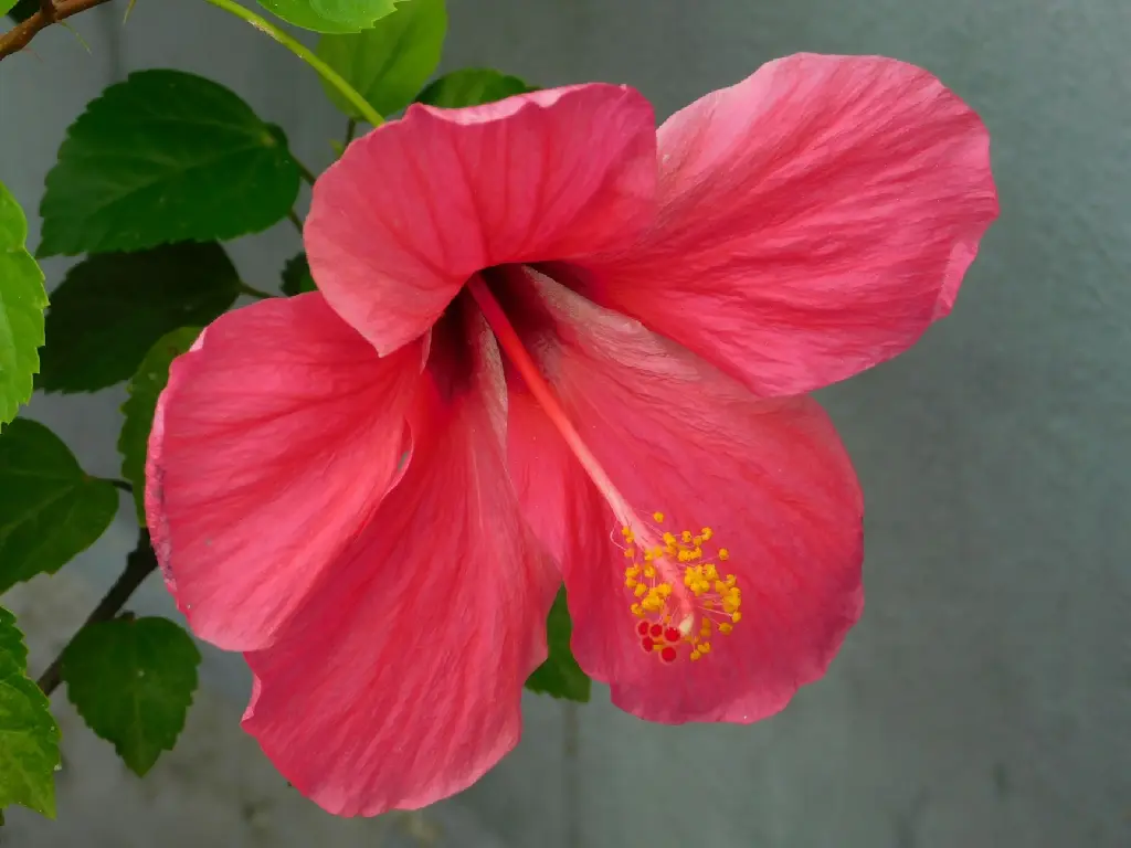 unsplash_xfb97JEQ0Wk_Hibiscus Red Big Size Five Petals Flower.jpg.jpg.webp