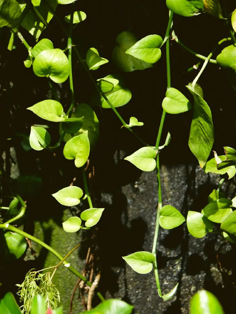unsplash_wxQhTOb80tw_Money Plant.jpg.jpg.jpg.jpg.jpg.webp