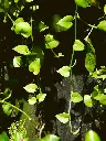 unsplash_wxQhTOb80tw_Money Plant.jpg.jpg.jpg.jpg.jpg.webp