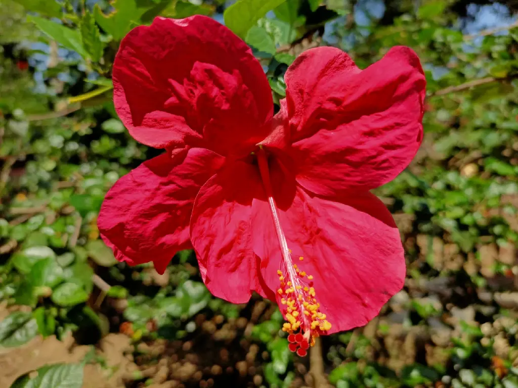 unsplash_fVWf8TzFD3U_Hibiscus Red Big Size Five Petals Flower.jpg.jpg.jpg.webp