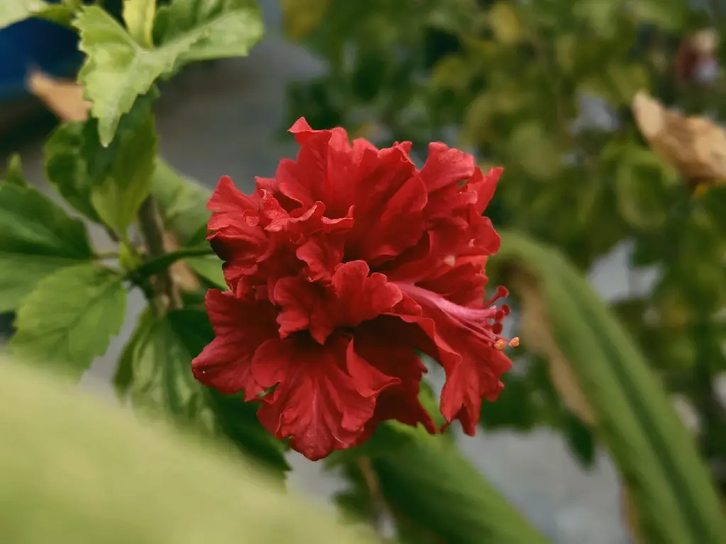 unsplash_ofGfOA-bcAM_hibiscus Multi petals red.jpg.webp
