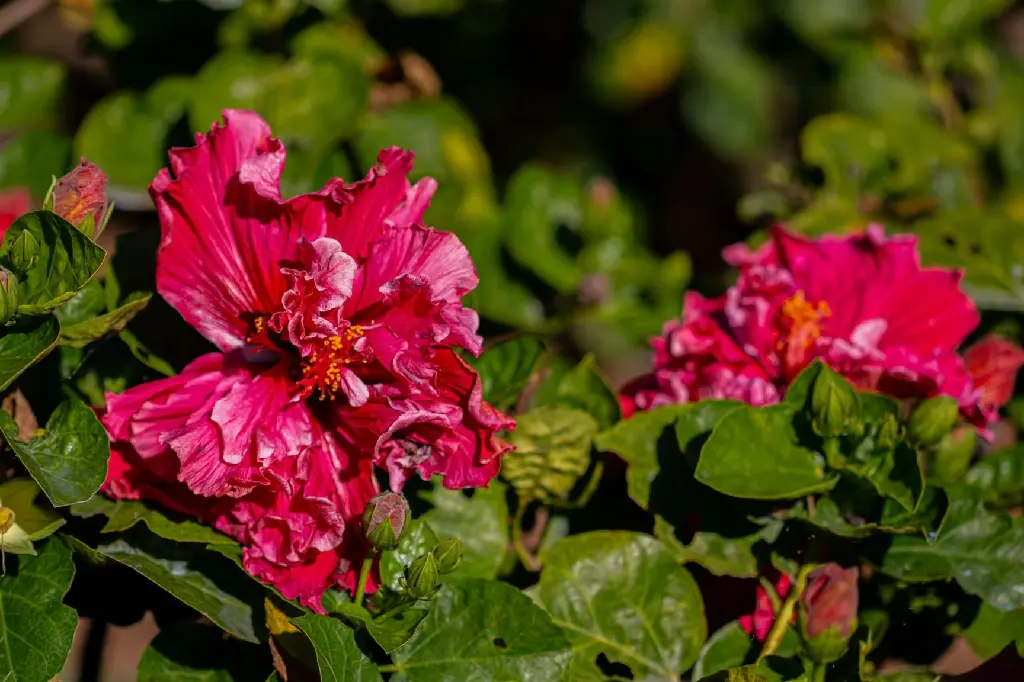 unsplash_vNvqiaAznlQ_hibiscus Multi petals red.jpg.jpg.webp