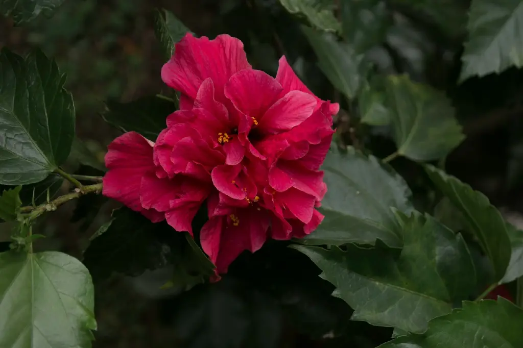 unsplash_UIXvVDAPJ8E_hibiscus Multi petals red.jpg.jpg.jpg.webp