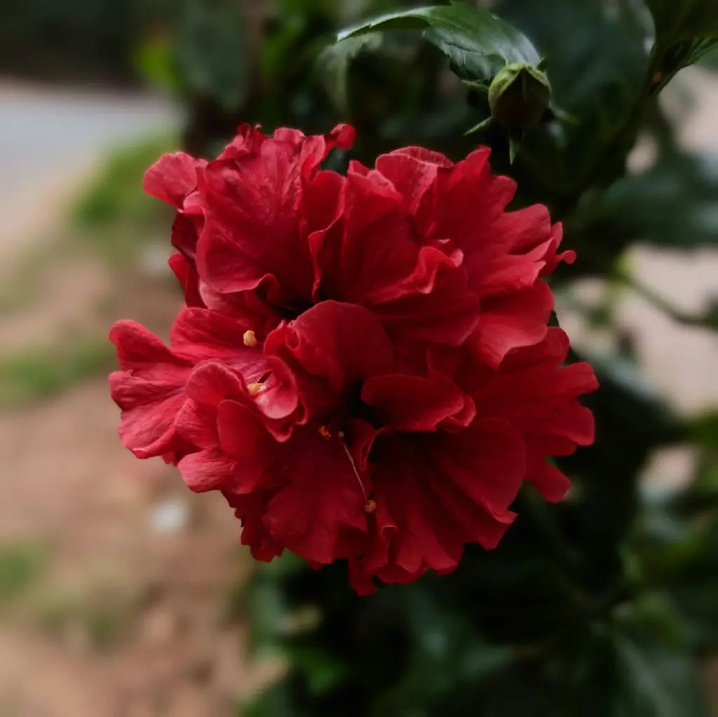 Hibiscus (Red Multi Petals )