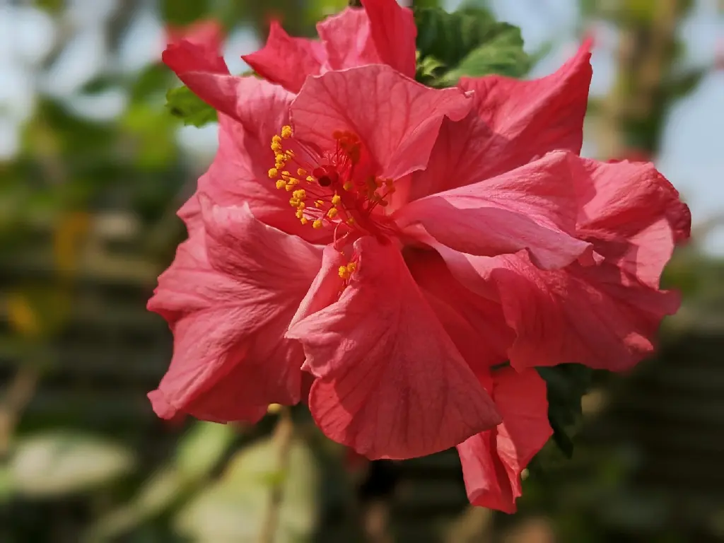 unsplash_smSYP4iYwxE_hibiscus Multi petals red.jpg.jpg.jpg.jpg.jpg.webp