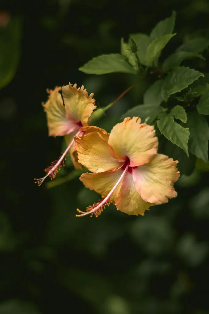 unsplash_QZ5TC1RI2UU_sandal hibiscus.jpg.webp