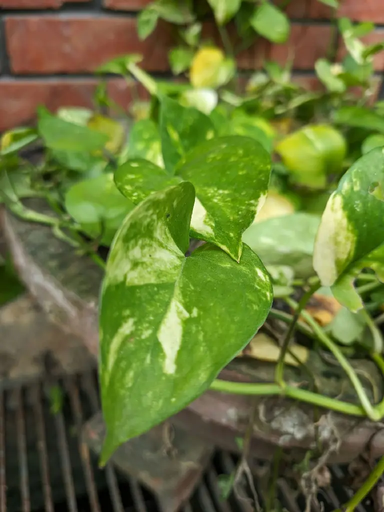 unsplash_GUDttkC294s_Money Plant.jpg.jpg.jpg.jpg.webp
