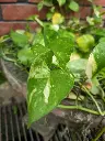 unsplash_GUDttkC294s_Money Plant.jpg.jpg.jpg.jpg.webp