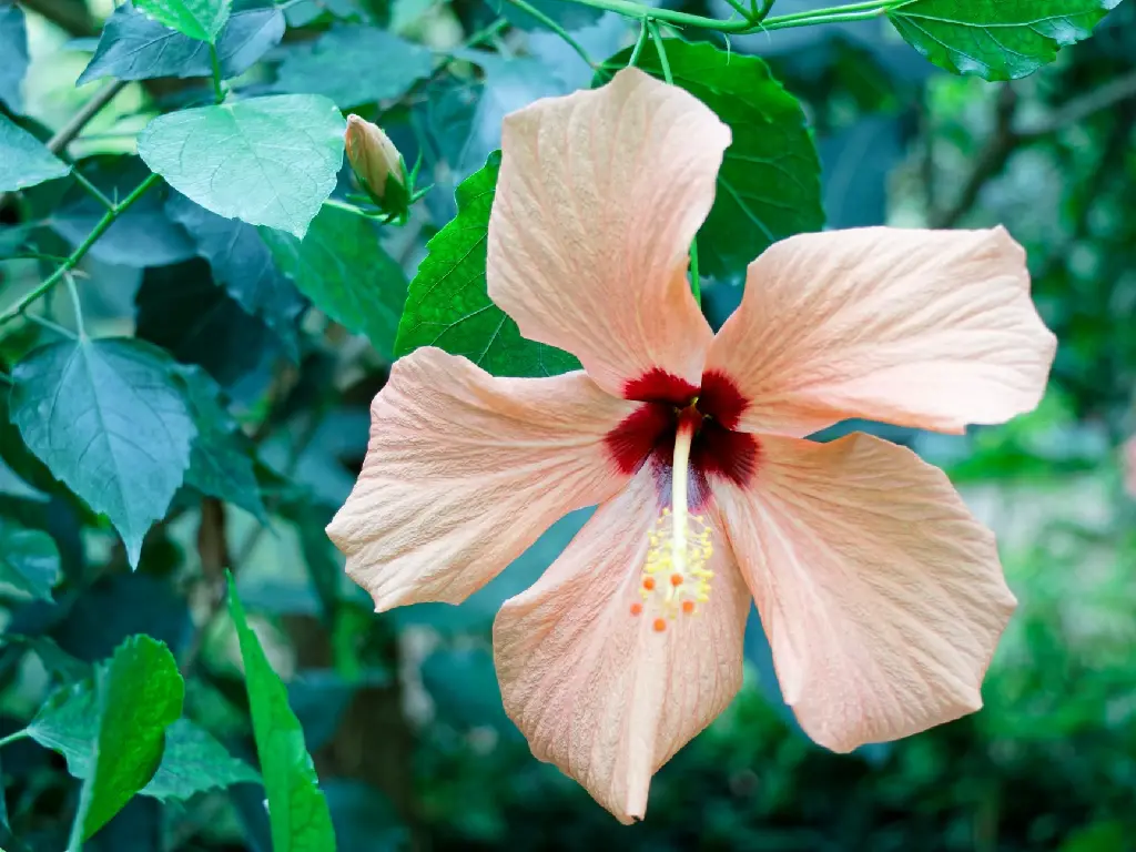 unsplash_2a1lF425yMM_sandal hibiscus.jpg.jpg.jpg.webp