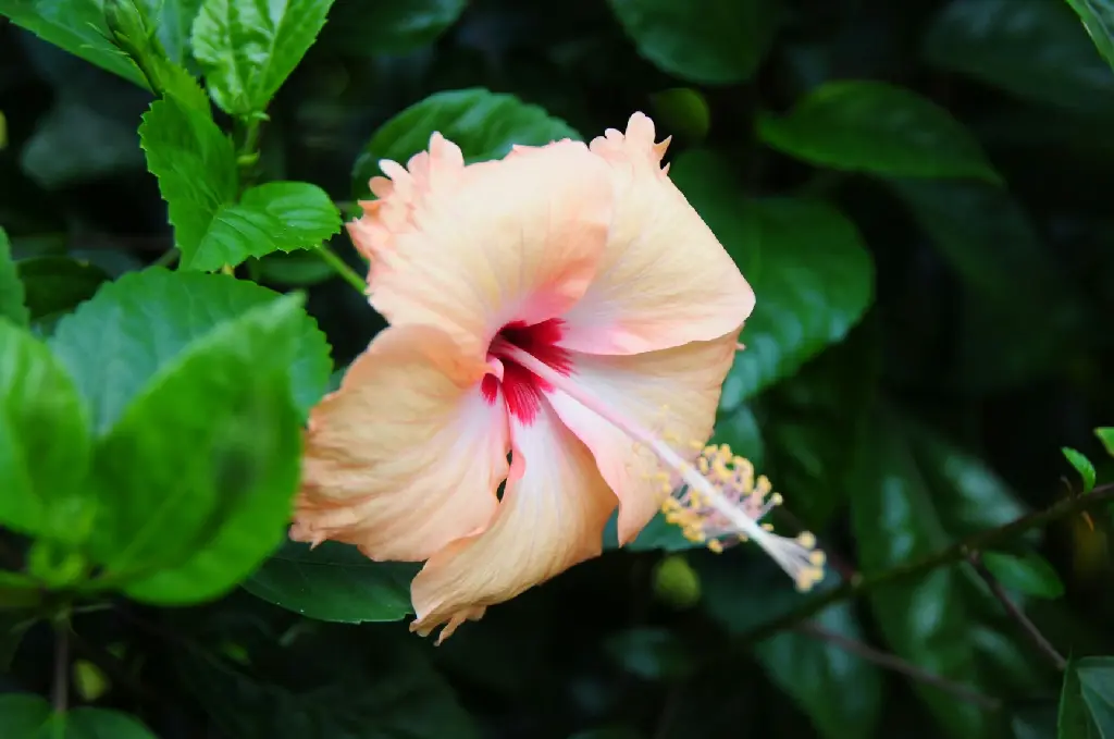 unsplash_Lstsii0NUv4_sandal hibiscus.jpg.jpg.jpg.jpg.jpg.jpg.webp