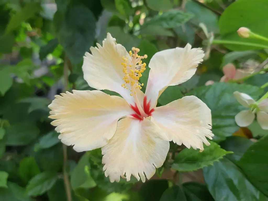 unsplash_UVdbmg0O0ek_sandal hibiscus.jpg.jpg.jpg.jpg.jpg.jpg.jpg.webp