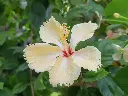 unsplash_UVdbmg0O0ek_sandal hibiscus.jpg.jpg.jpg.jpg.jpg.jpg.jpg.webp