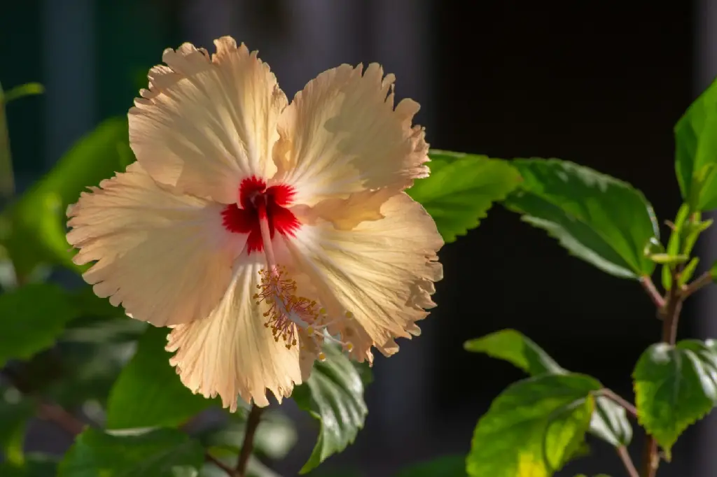 Hibiscus (Sandal Colour)(Five Petals)